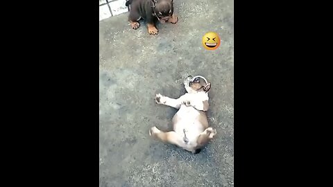 Funny Puppy #cutepuppy #cutepet #cutefrenchie #cutedog