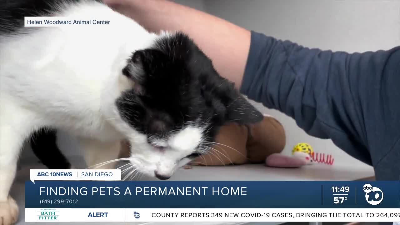 Pet of the Week: Wanda