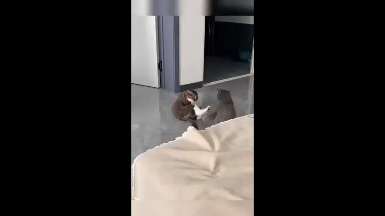 funny cat trying to be a fighter