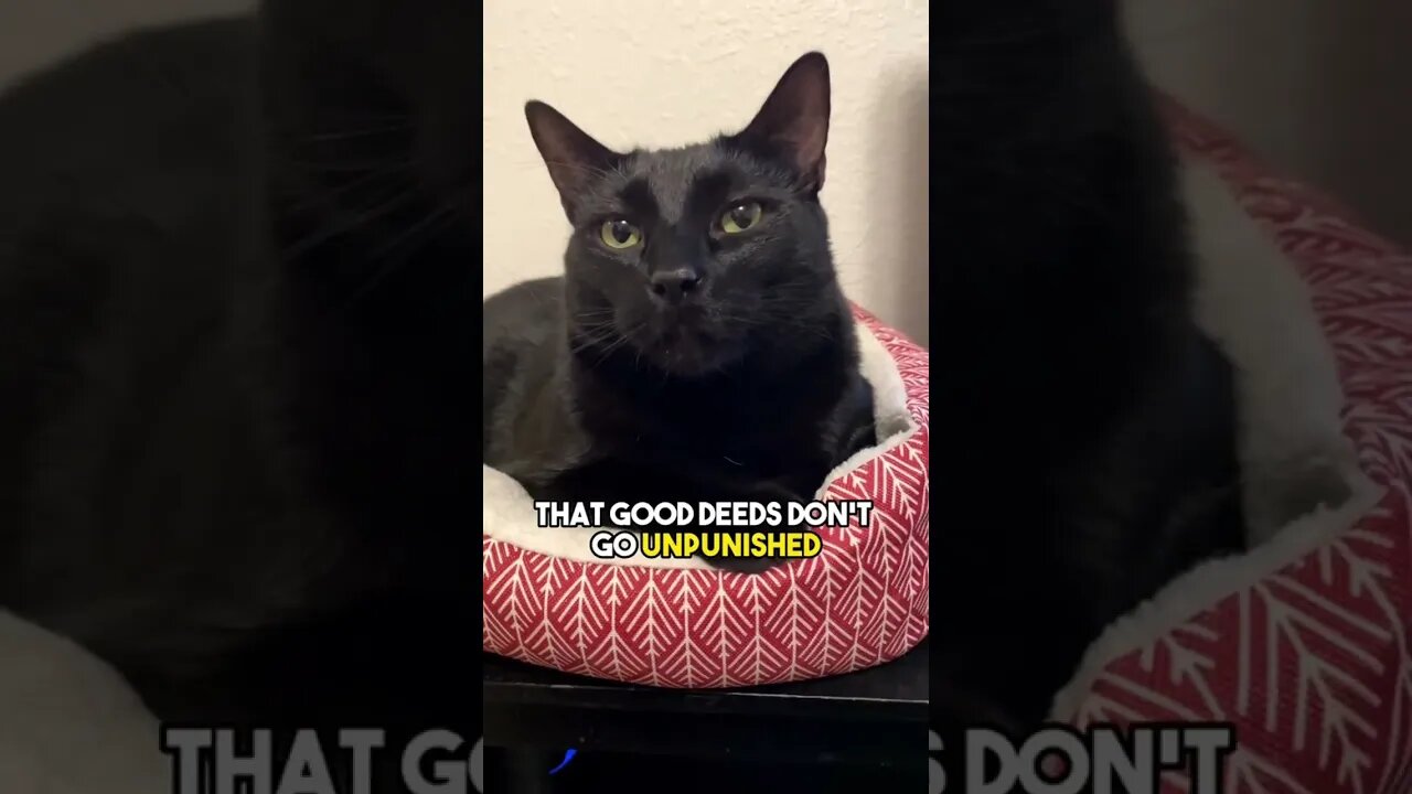 Send to a friend❤️ #cat #kitten #blackcat #leonthecatdad #leontcd #mentalhealth #stress #kitty #cats