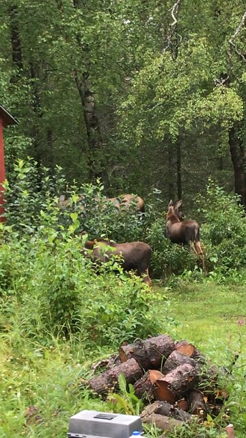 Moose in the yard