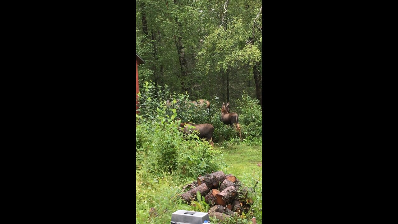 Moose in the yard