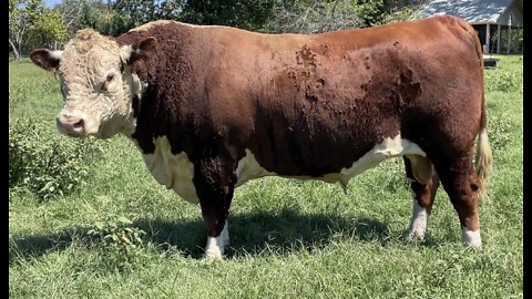 THE BOYS! Registered Hereford Bulls