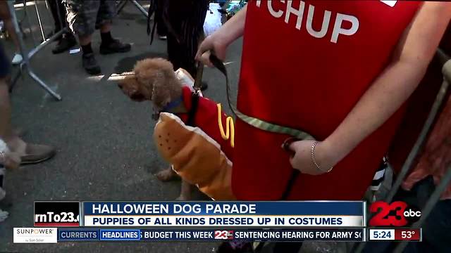 Dog Halloween parade helped aid hurricane victims