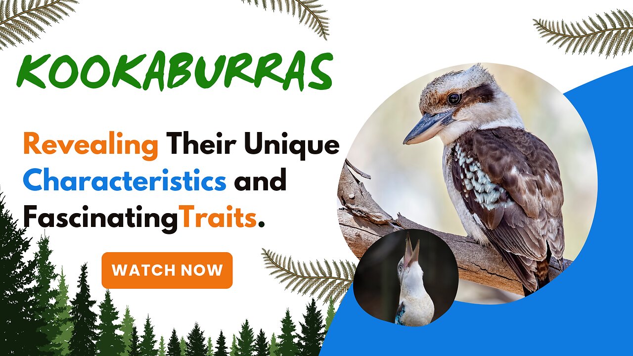 Kookaburras, Revealing Their Unique Characteristics and Fascinating Traits.