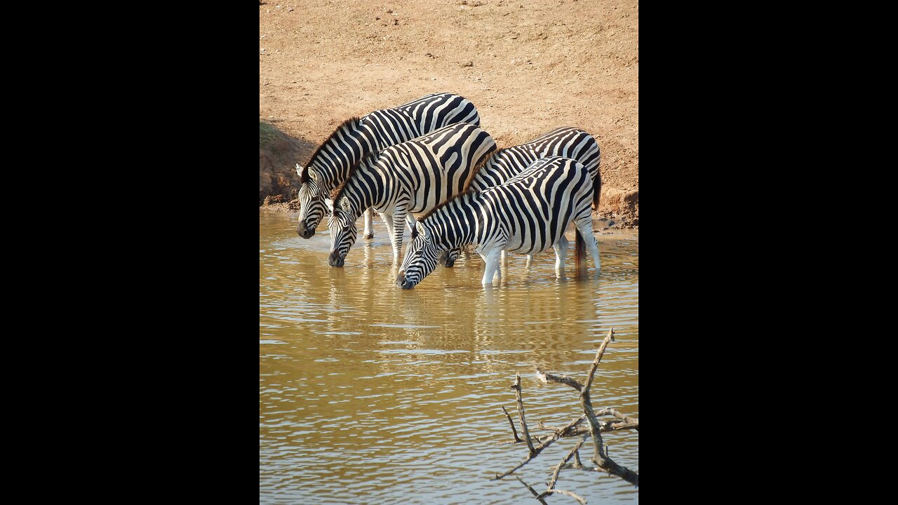 African wild life Zebra