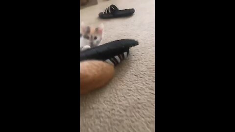 Adorable Little Kitten Gets Head Stuck Inside Sandal