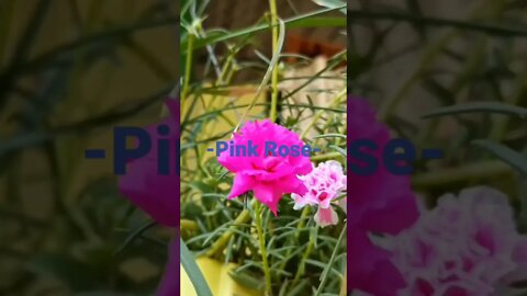 Pink Rose