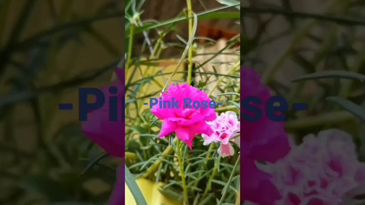 Pink Rose