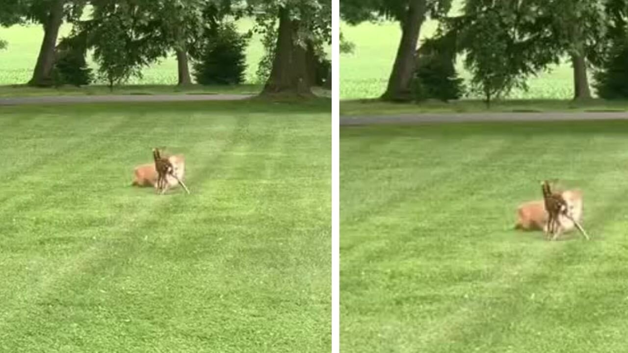 Fawn meets corgi