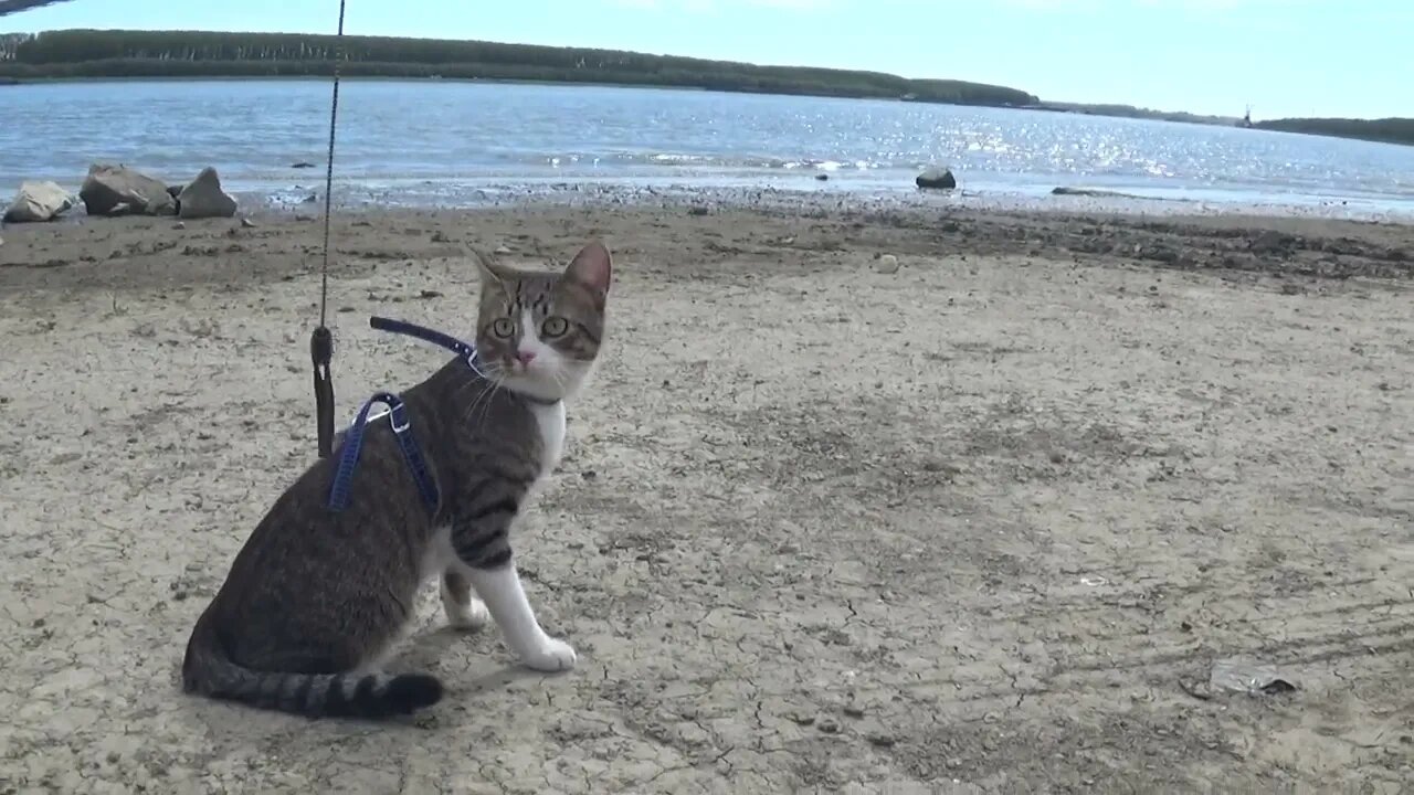 Cat Does not Like Rivers as Much as He Likes Mountains