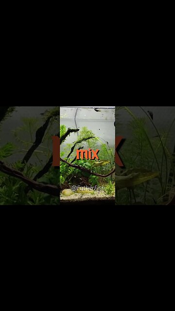 FREE Substrate for Planted Aquarium - Best for Plants #aquarium #nature