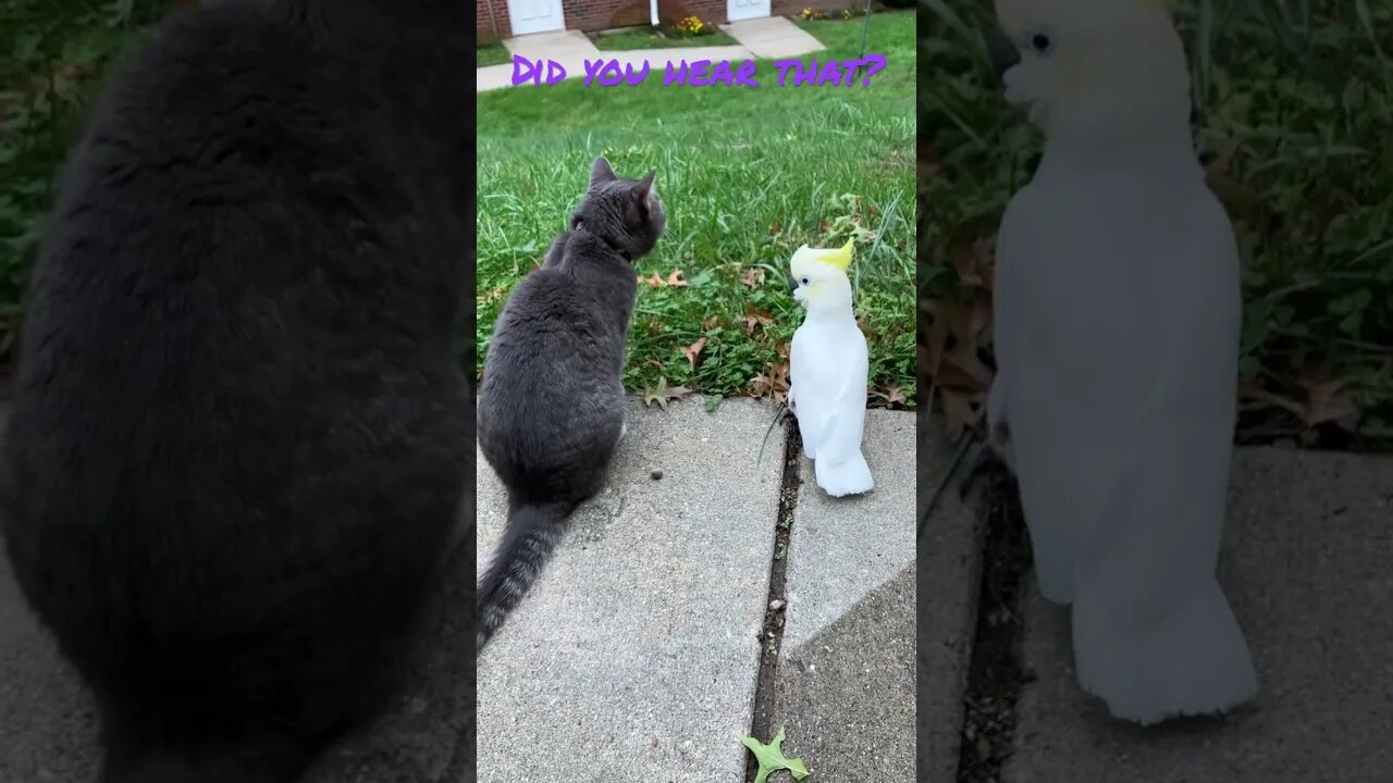 Scared 😱 give me a kiss 💋 #cutepets #parrot #cockatoo #shorts #birdshorts #funnyanimals #cat