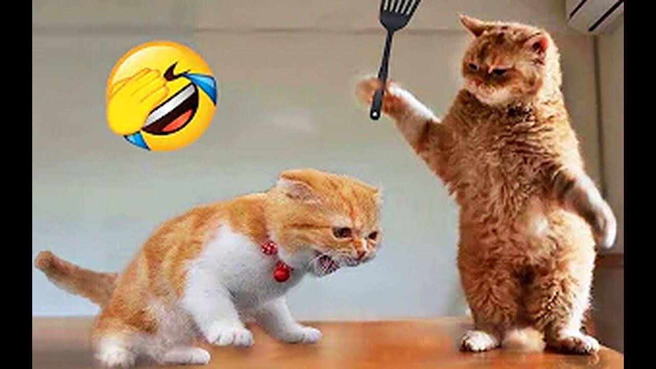 Try not to laugh🤣 Funny animals😹