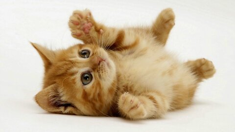 Mother cat and kitten playing.