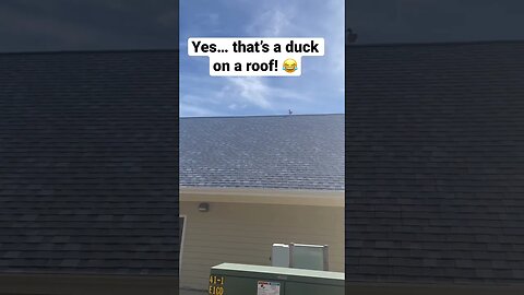 Look at what we found on a roof! #animals #shorts