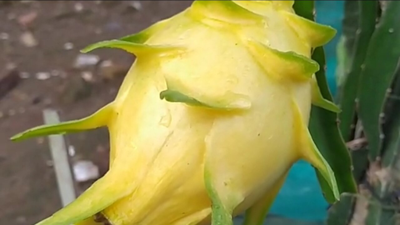 yellow dragon fruit