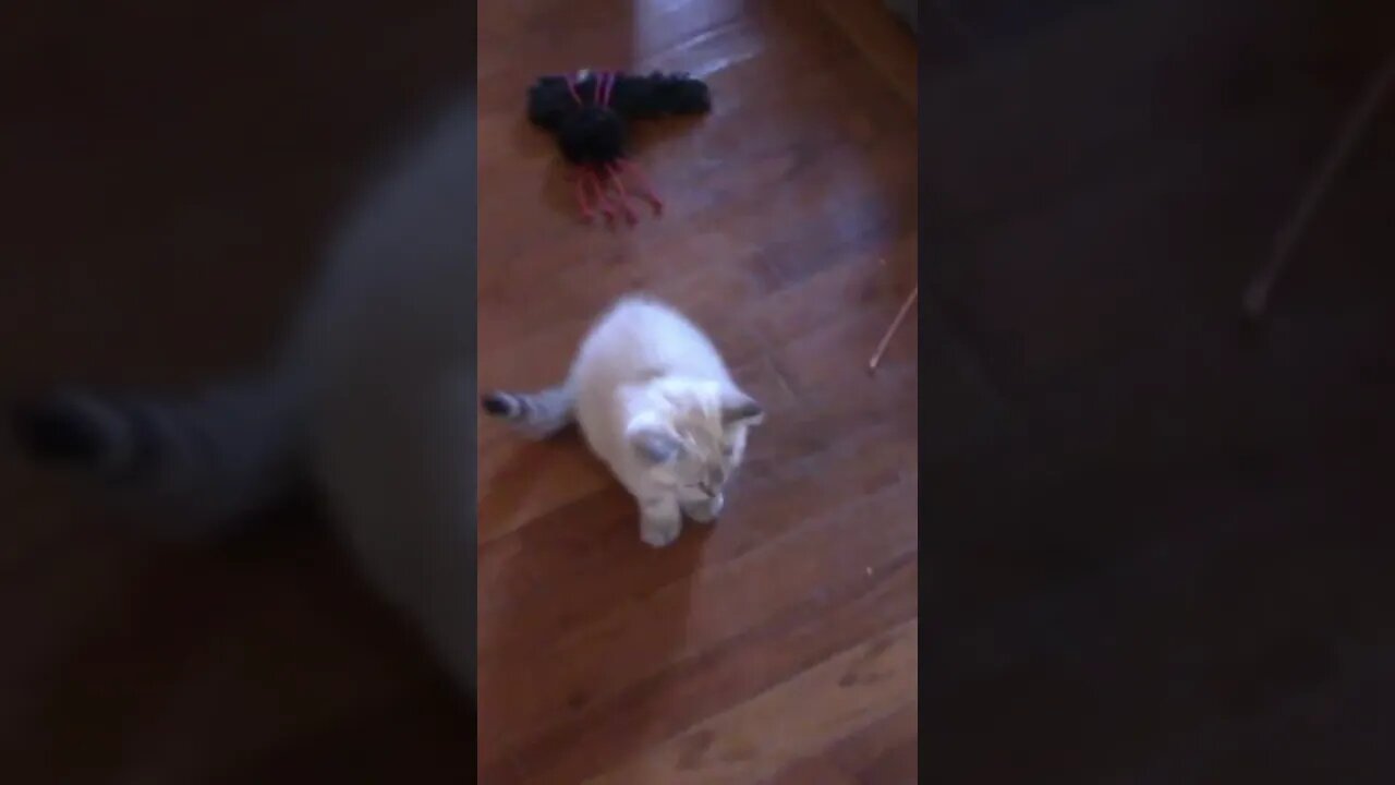 Kittens Vs Crocodile! 🐊😺