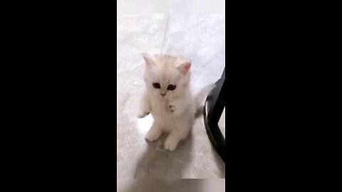 BEST FUNNY ANIMALS 2024