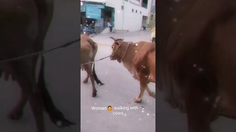 Woman walking with 🐄cows controlling them,#Shorts, #cows, #woman, #gowmatha ,#viral, #trend,#animal