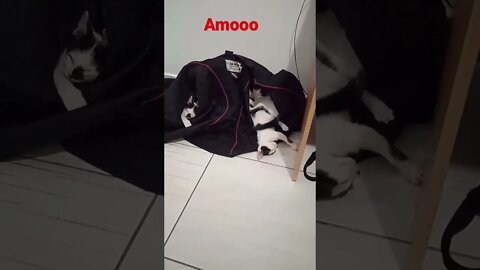 Amo gatos