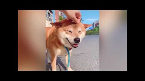 Best Of The 🐕2021 🐈Funny Animal Videos