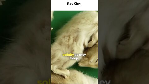 Rat King