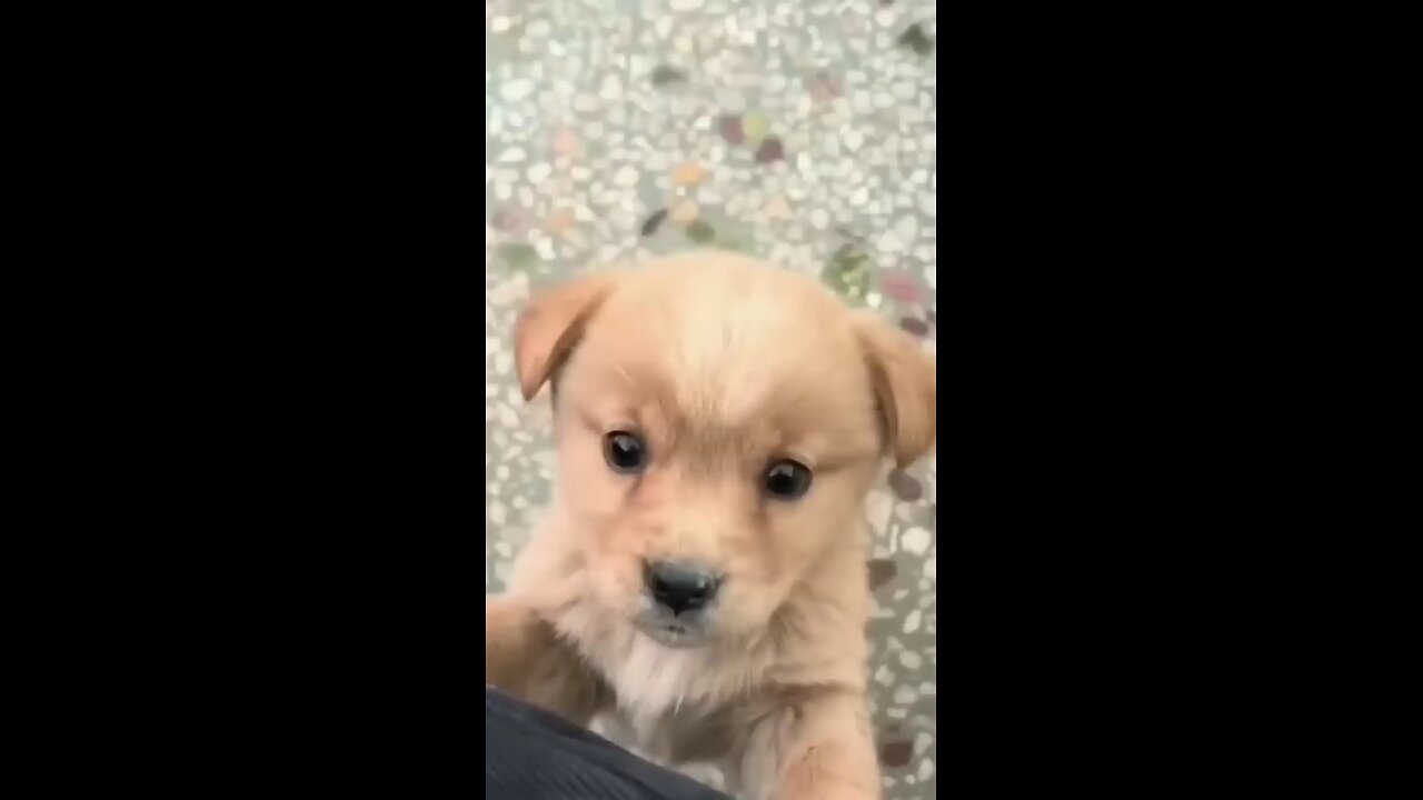 Baby dog#cute puppy barking#4kviral 🦮🦮🦮