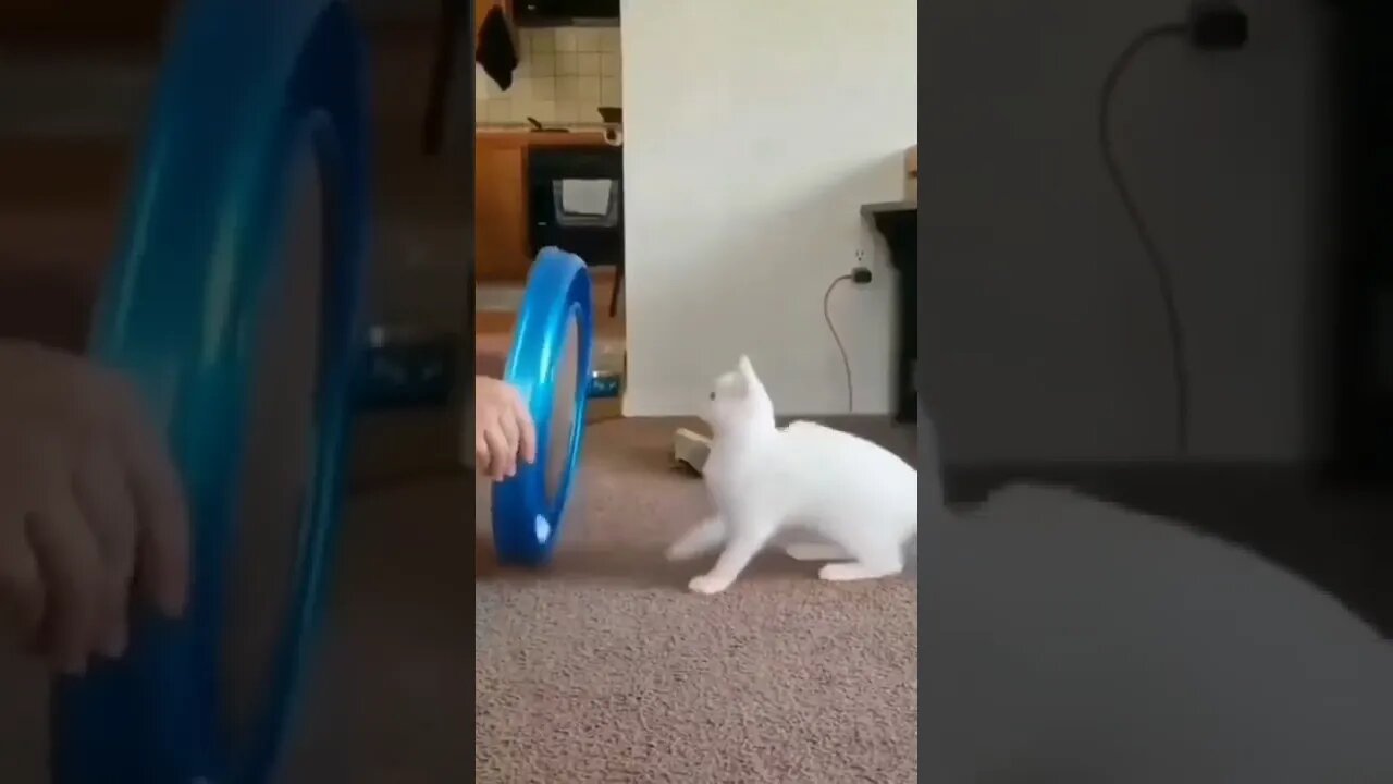 BUGANDO O GATO 😂😂😂