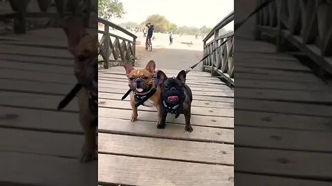 Hands down Cutest Pugs Alive #shorts #doglover