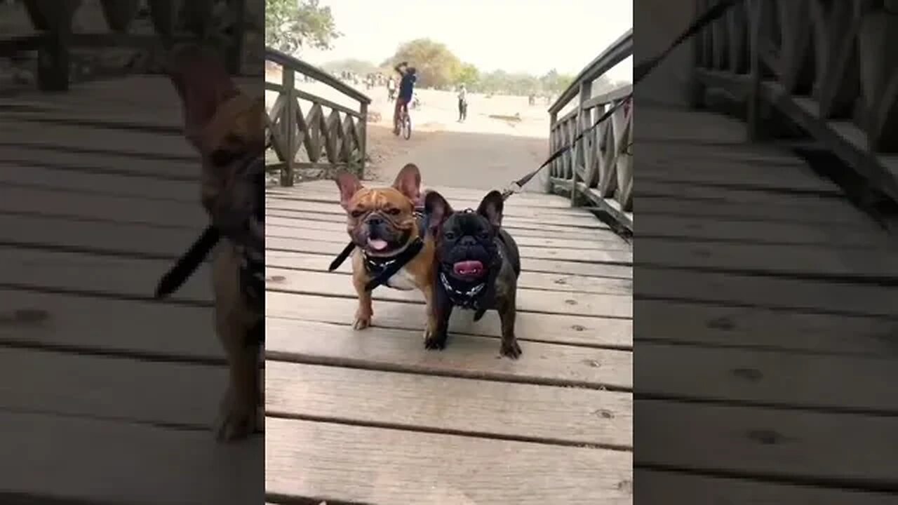 Hands down Cutest Pugs Alive #shorts #doglover