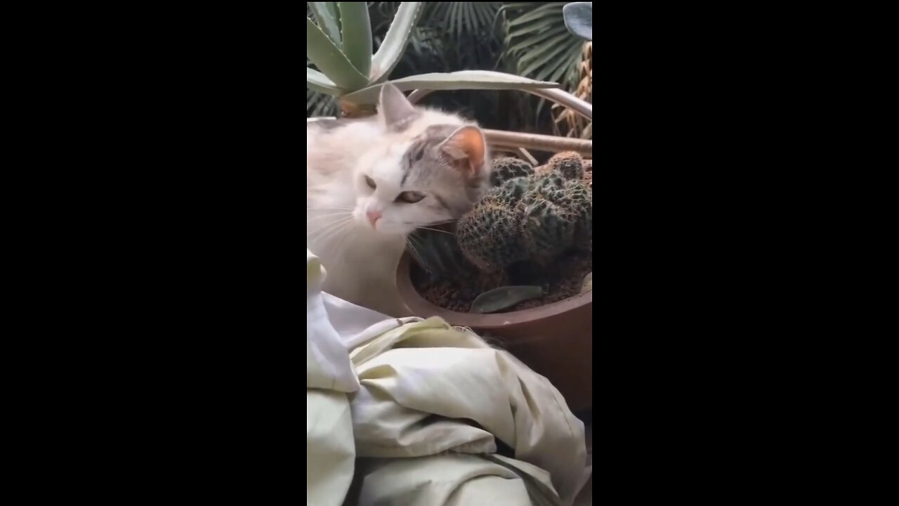 The cat itches with cactus🤭🤭🤭