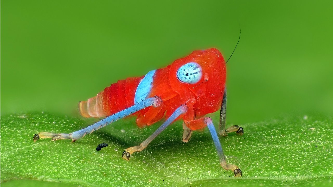 Colorful Leafhopper Nymph from Ecuador