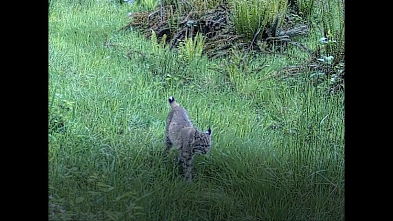 Bobcats Walking Through Tall Grass; Trail Cam Nature Video