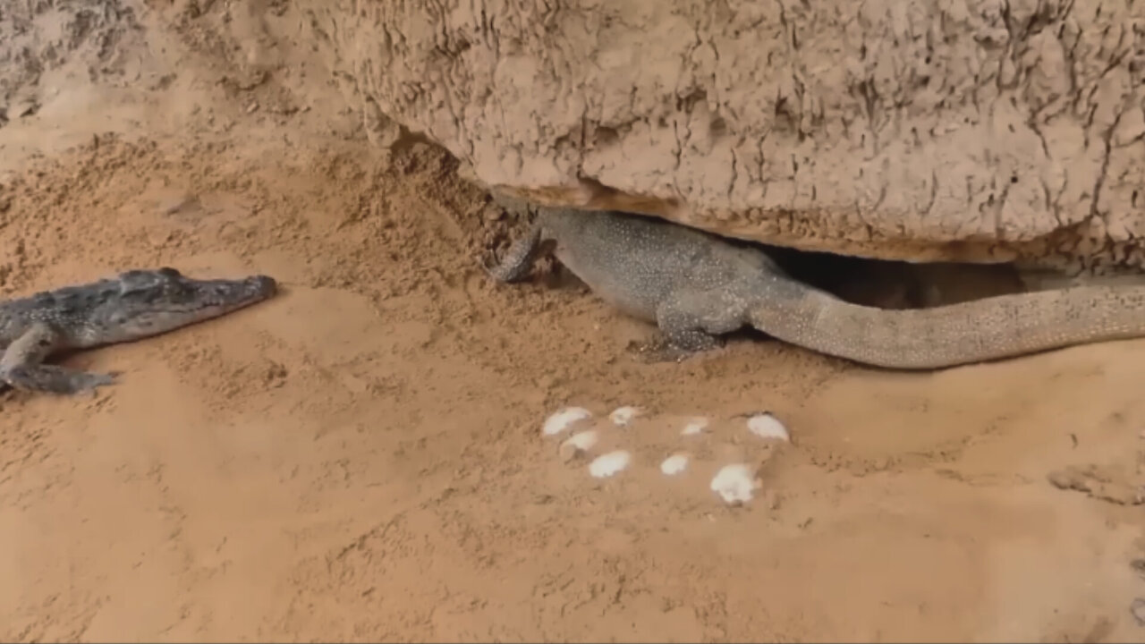 Lizard defense when attacked by a crocodile