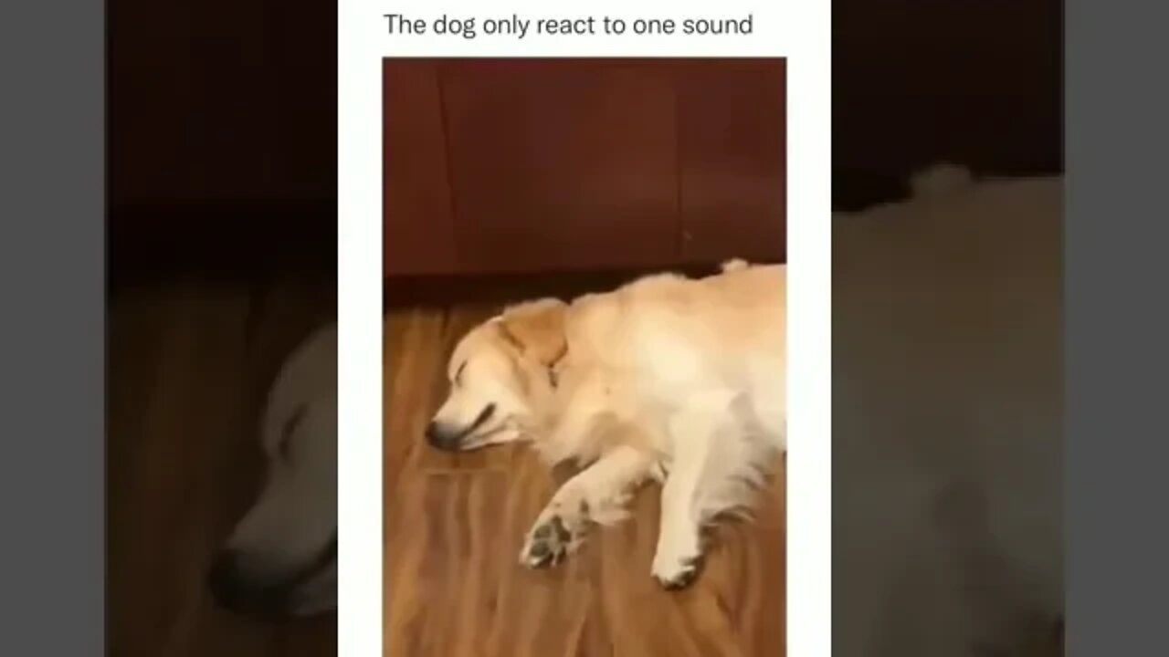 From which sound your dog🐶 reacts, comment down👇