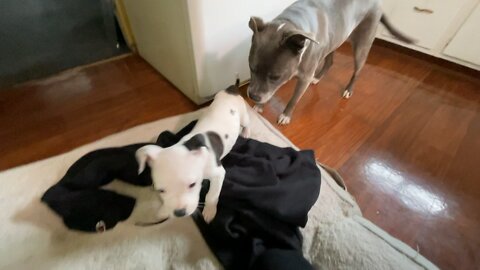 Pitbull puppy plays with old lady