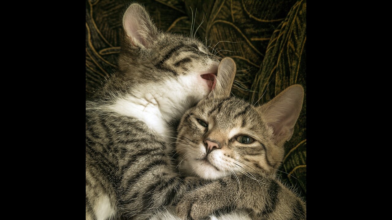 Cute kitten playing