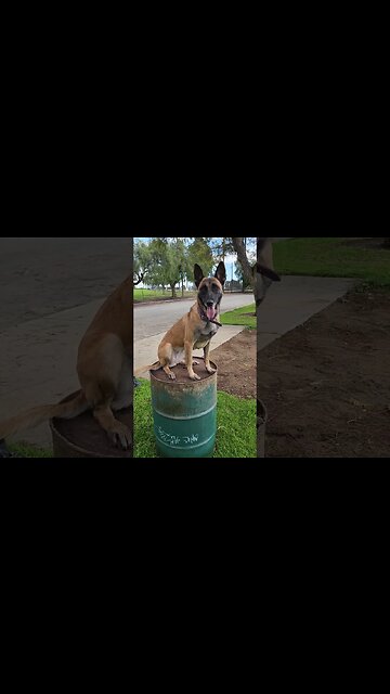 Dog Training Time! Belgian Malinois #fba