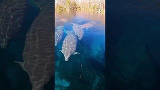 Manatees, Florida