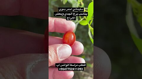 حجر سليماني احمر