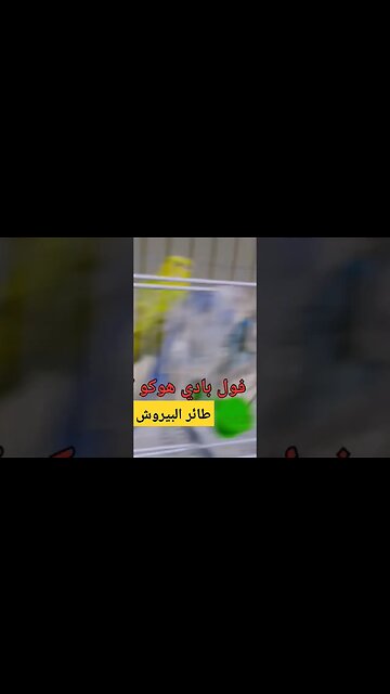 بيروش فول بادي هوكو