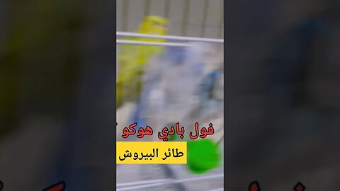 بيروش فول بادي هوكو