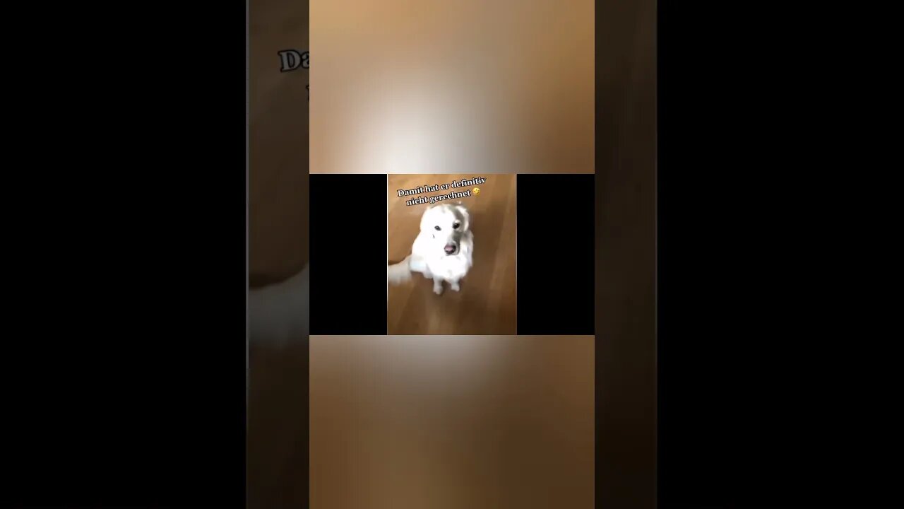 Funny Cats And Dog compilation video