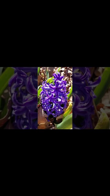 Spring Is Here And My Tulips And Stuff Are Blooming #spring #gardening #flowers #tulips #shorts