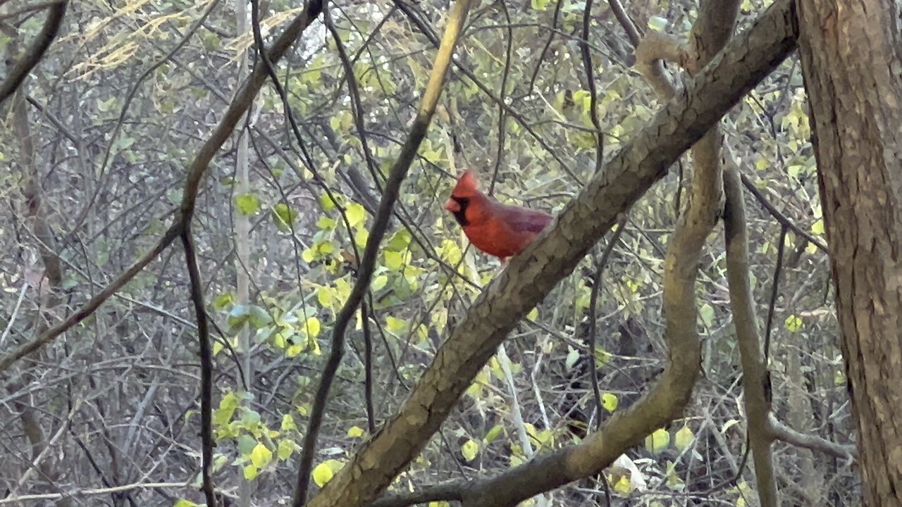 Cheering on the Male Cardinal to grab peanut