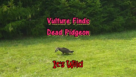 Vulture Finds Dead Pidgeon