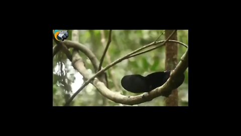 Dancing birds, funny!!