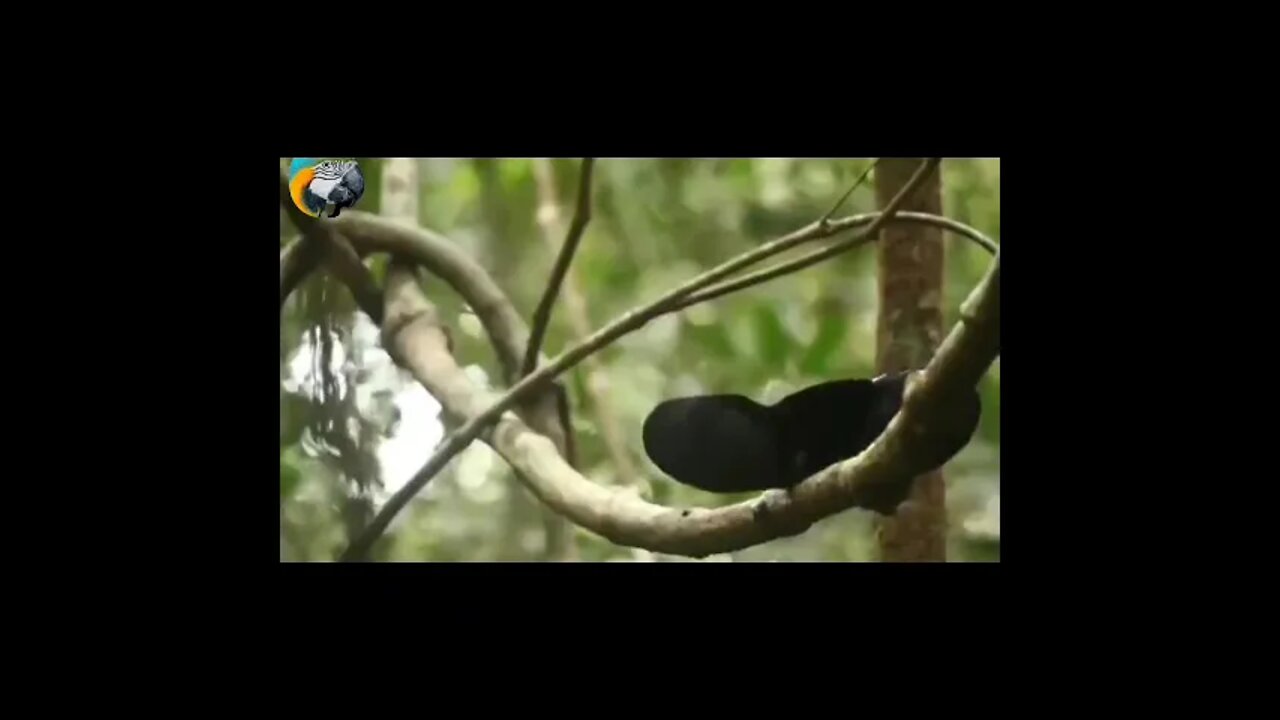 Dancing birds, funny!!