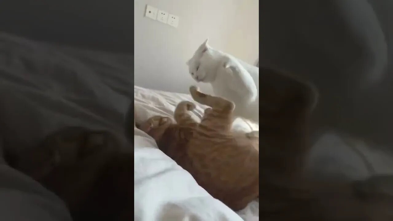 Cute and funny cat videos/#kitten #cat #kitty #funny kitten #funnycat #trending #shorts #tiktok (5)